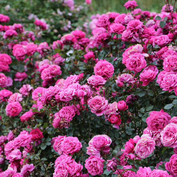 ALEXANDRE ASTIER® var. Meilehagan